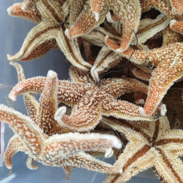 大海星干干货海星大个头质量保证量大从优