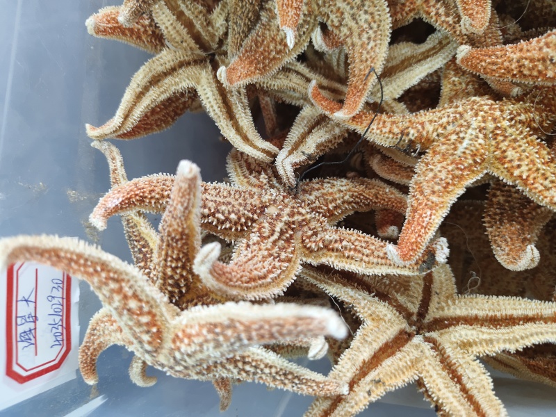 大海星干干货海星大个头质量保证量大从优