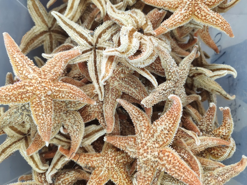 大海星干干货海星大个头质量保证量大从优