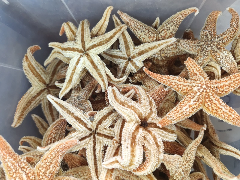 大海星干干货海星大个头质量保证量大从优