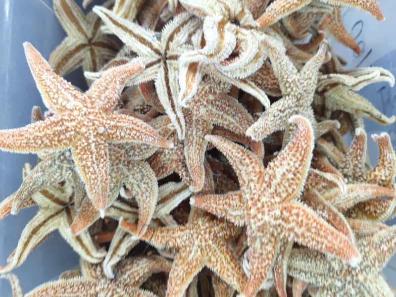 大海星干干货海星大个头质量保证量大从优