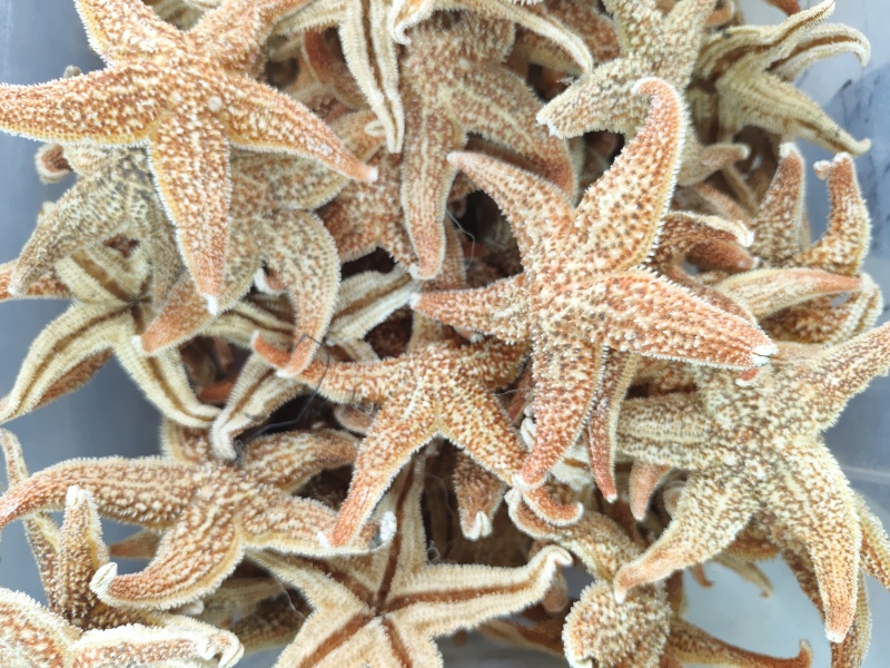 大海星干干货海星大个头质量保证量大从优