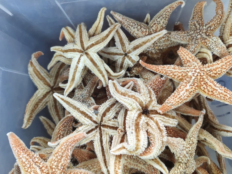 大海星干干货海星大个头质量保证量大从优