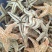 大海星干干货海星大个头质量保证量大从优