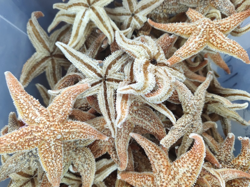 大海星干干货海星大个头质量保证量大从优