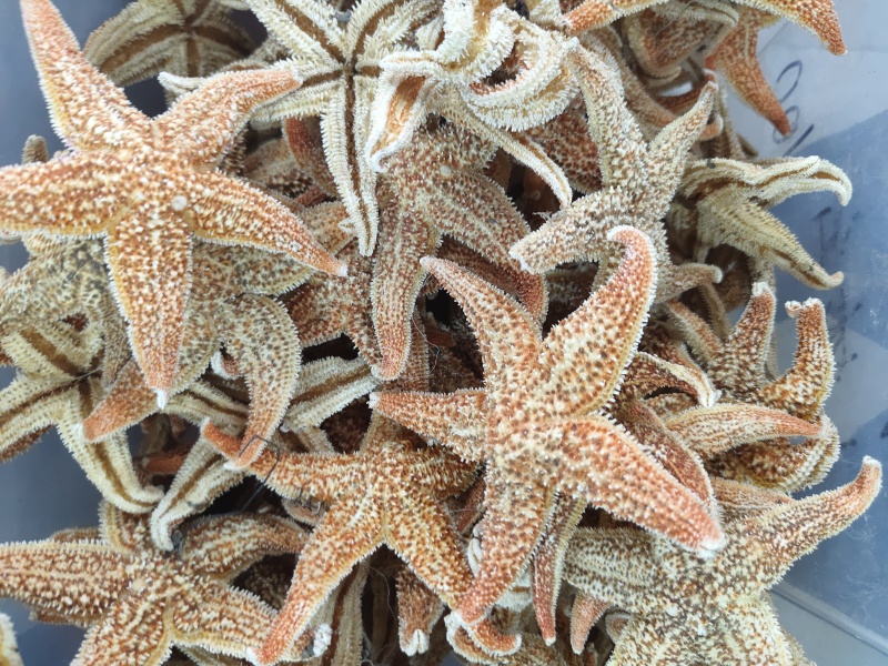大海星干干货海星大个头质量保证量大从优