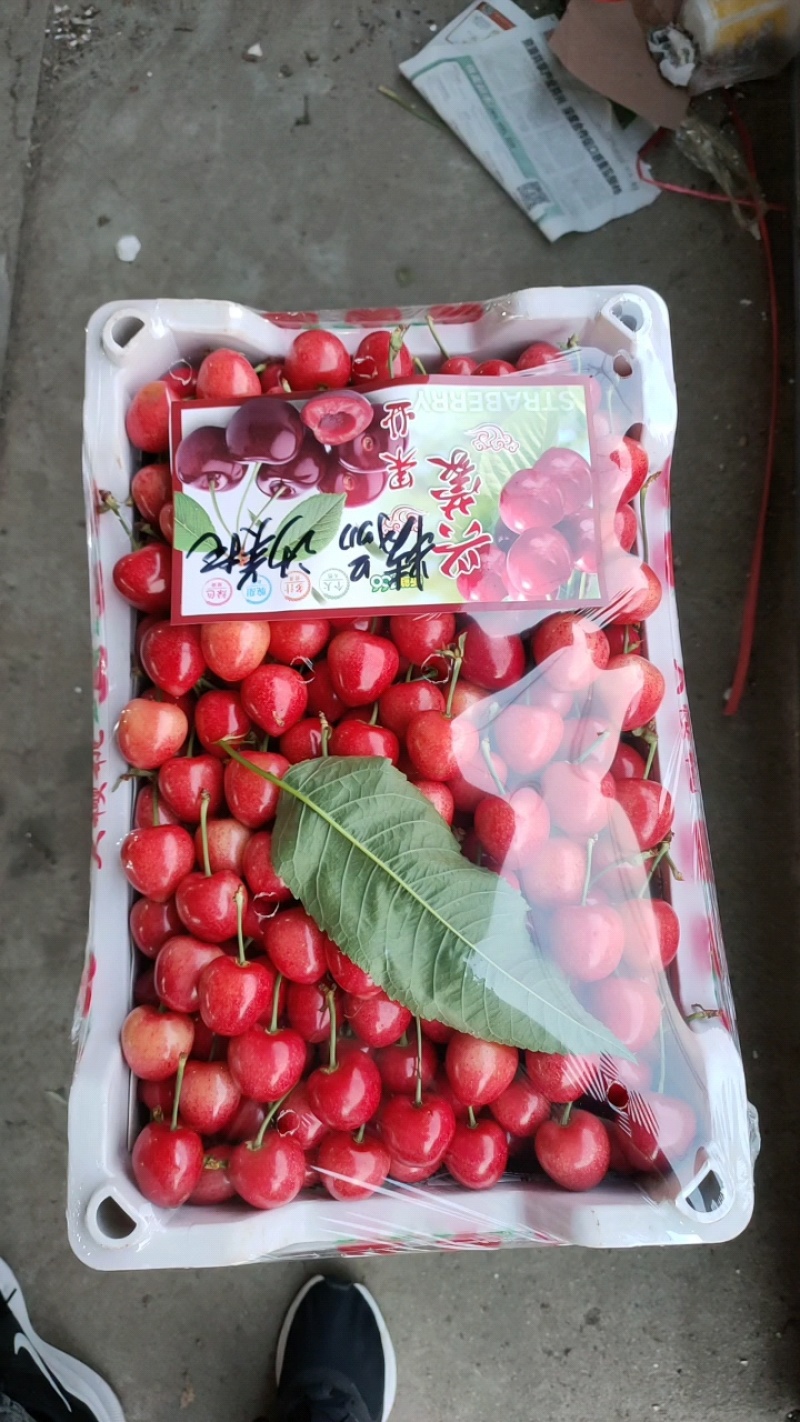 【精品】美早樱桃大量上市，接【电商、市场、零售】坏烂包赔