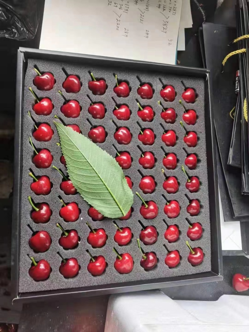 【精品】美早樱桃大量上市，接【电商、市场、零售】坏烂包赔