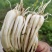湖北恩施高山藠头精品货可批发支持来电采购