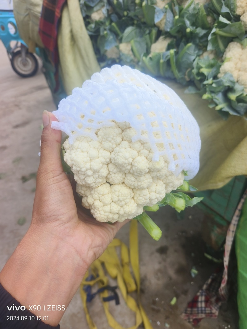 河北有机菜花，邯郸松花，一手货源，欢迎订购