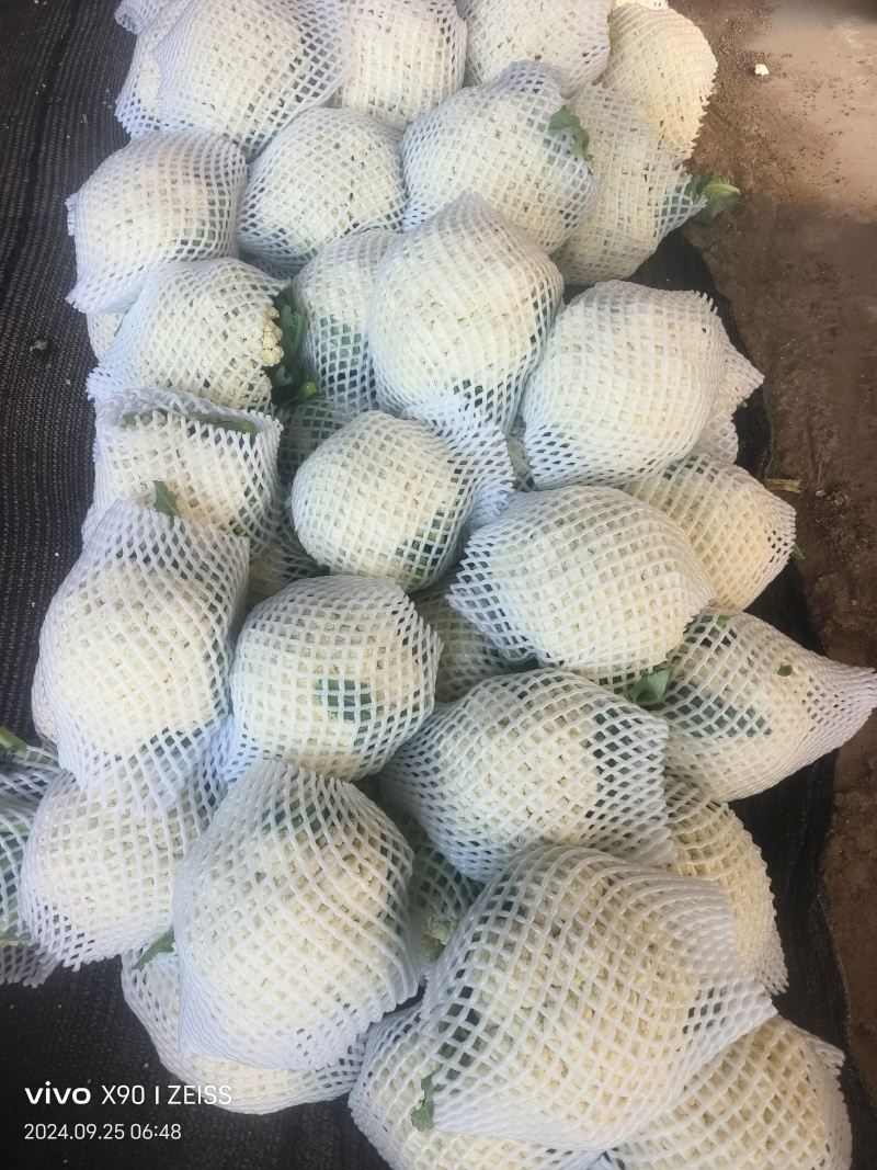 河北有机菜花，邯郸松花，一手货源，欢迎订购