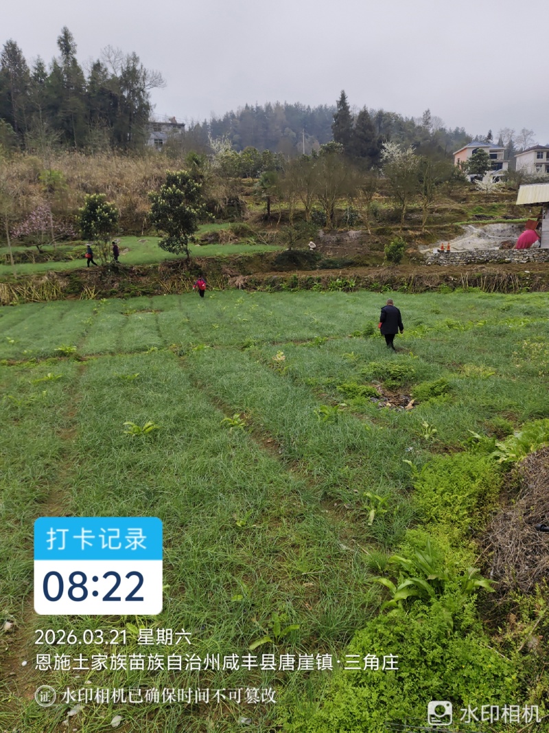 湖北恩施高山藠头精品货可批发支持来电采购