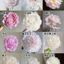 芍药鲜切花
