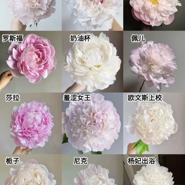 芍药鲜切花