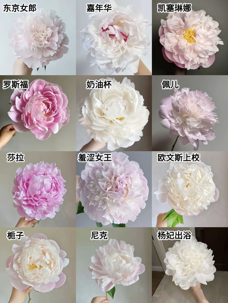 芍药鲜切花