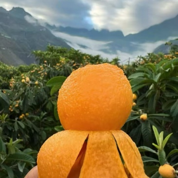 枇杷