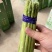 新鲜发货现采当季芦笋现摘头茬农家鲜嫩自种产地蔬菜芦笋新鲜