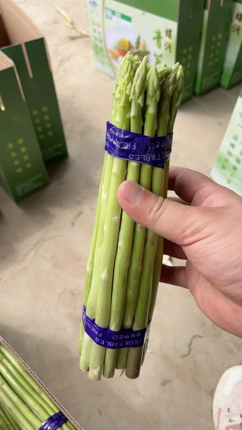 新鲜发货现采当季芦笋现摘头茬农家鲜嫩自种产地蔬菜芦笋新鲜