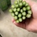 新鲜发货现采当季芦笋现摘头茬农家鲜嫩自种产地蔬菜芦笋新鲜