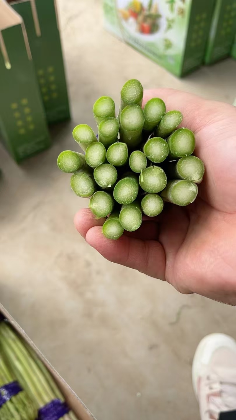 新鲜发货现采当季芦笋现摘头茬农家鲜嫩自种产地蔬菜芦笋新鲜