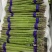新鲜发货现采当季芦笋现摘头茬农家鲜嫩自种产地蔬菜芦笋新鲜