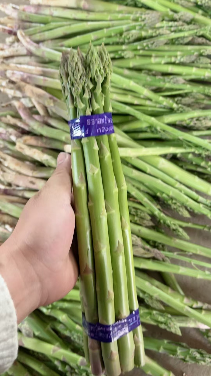 新鲜发货现采当季芦笋现摘头茬农家鲜嫩自种产地蔬菜芦笋新鲜