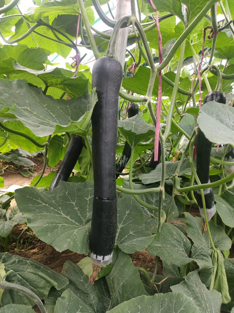 吊南瓜，黑皮南瓜，长南瓜，菜南瓜，砀山南瓜嫩南瓜产地