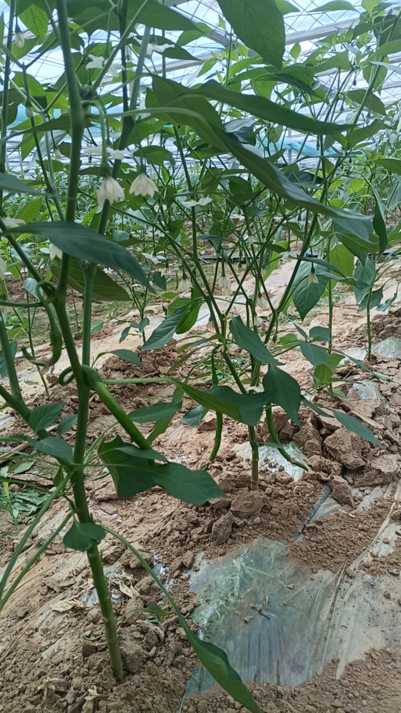 线椒辣椒即将上市