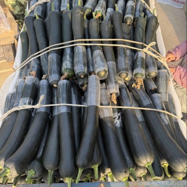 吊南瓜，黑皮南瓜，长南瓜，菜南瓜，砀山南瓜嫩南瓜产地