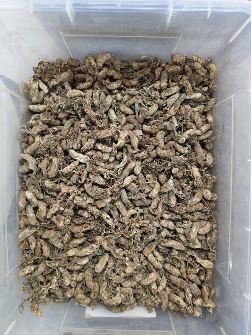 金蝉花竹林蟾花个个饱满一件代发品质保证