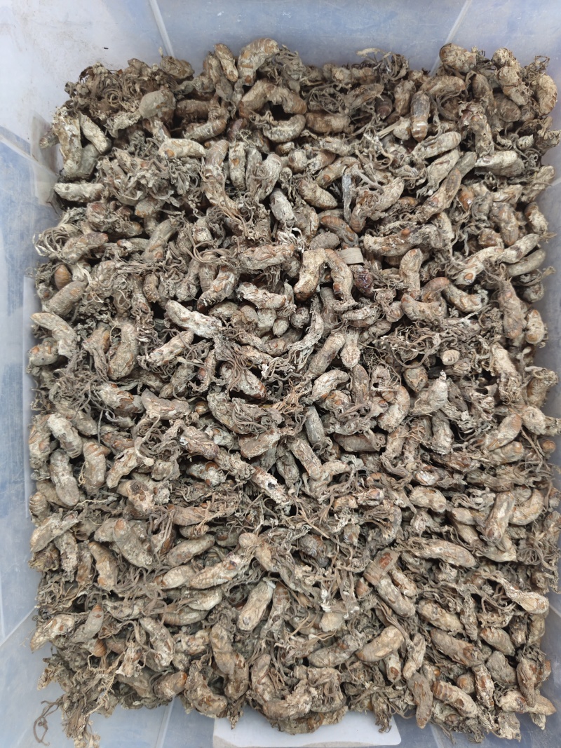 金蝉花竹林蟾花个个饱满一件代发品质保证