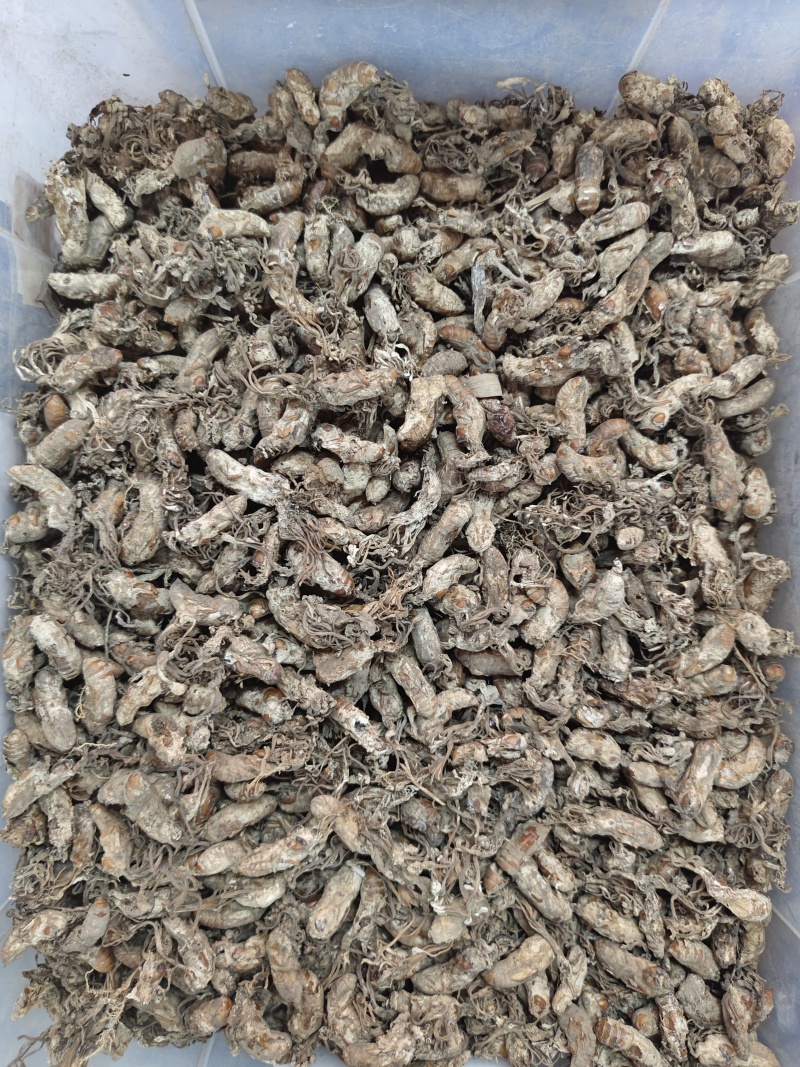 金蝉花竹林蟾花个个饱满一件代发品质保证