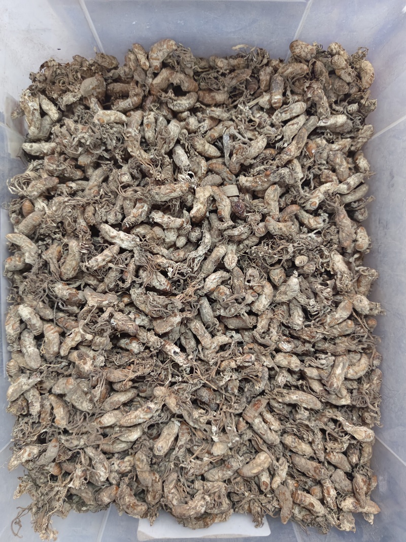 金蝉花竹林蟾花个个饱满一件代发品质保证