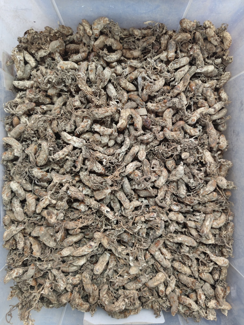 金蝉花竹林蟾花个个饱满一件代发品质保证
