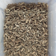 金蝉花竹林蟾花个个饱满一件代发品质保证