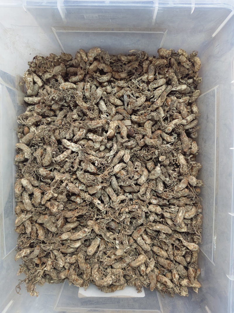 金蝉花竹林蟾花个个饱满一件代发品质保证