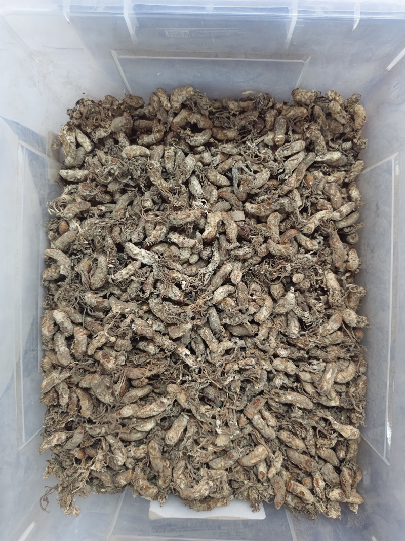 金蝉花竹林蟾花个个饱满一件代发品质保证
