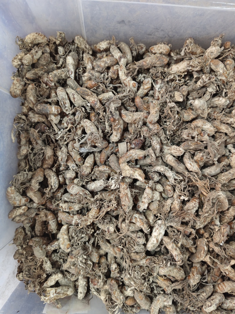 金蝉花竹林蟾花个个饱满一件代发品质保证