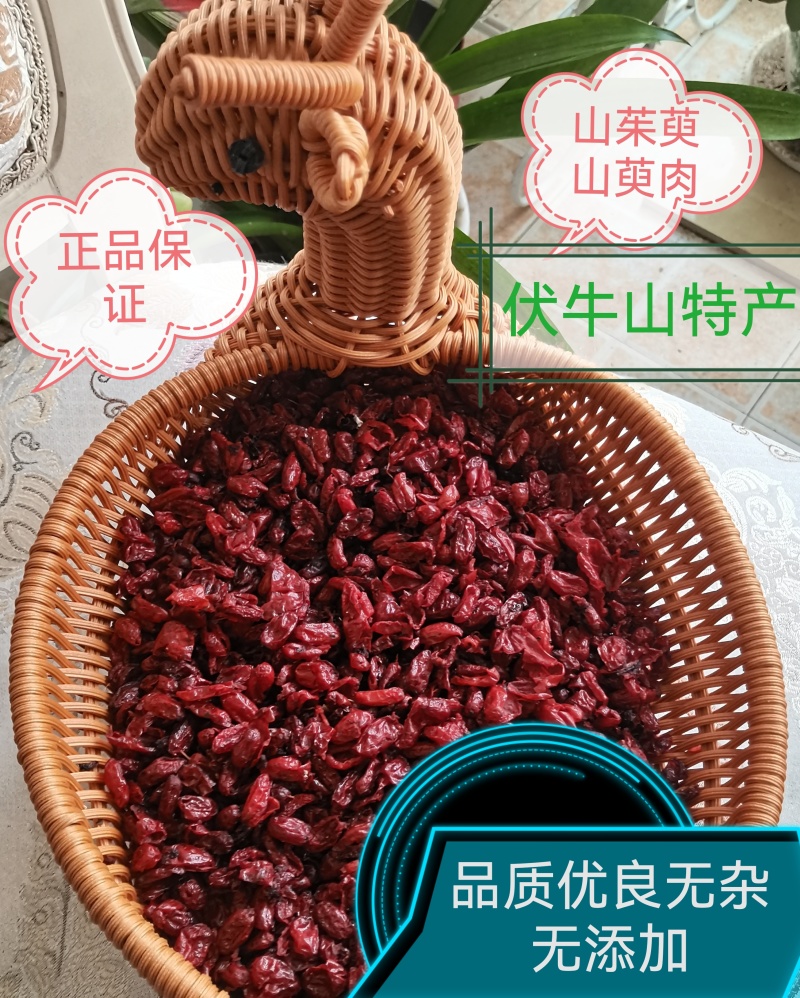 伏牛山深处山茱萸干货山萸肉干净无杂枣皮无硫熏