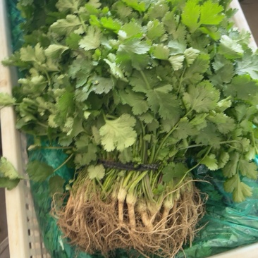 优质黄心翡翠大白菜