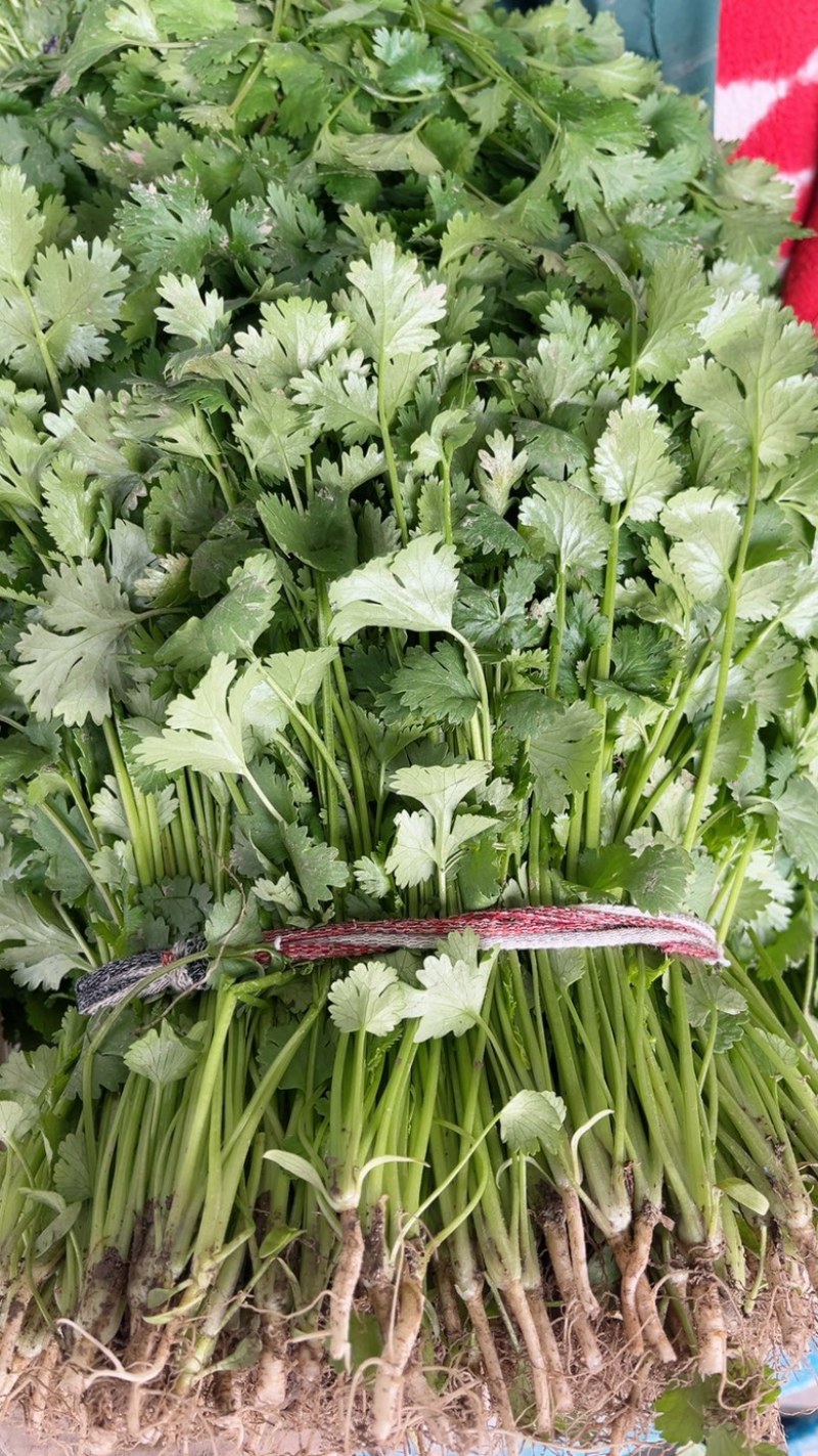 优质黄心翡翠大白菜