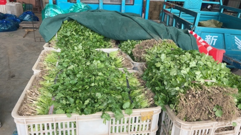 优质黄心翡翠大白菜