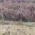 红叶小檗