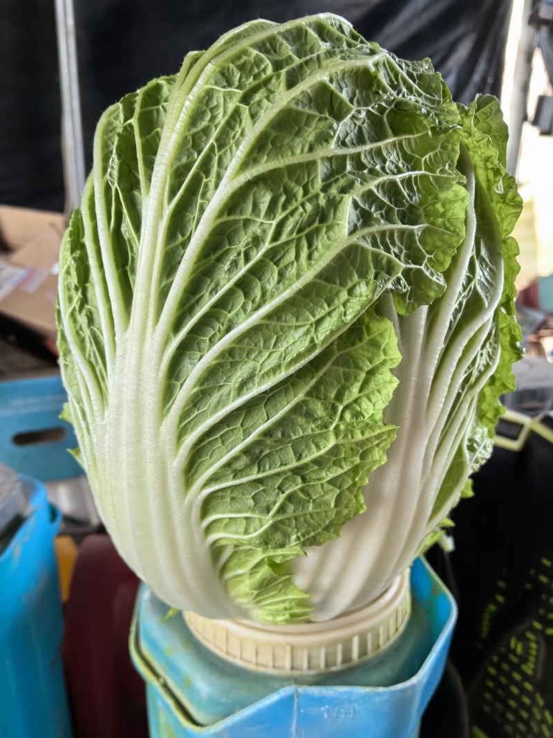 华州区精品春秋菊大白菜开始上市欢迎咨询选购支持视频看货