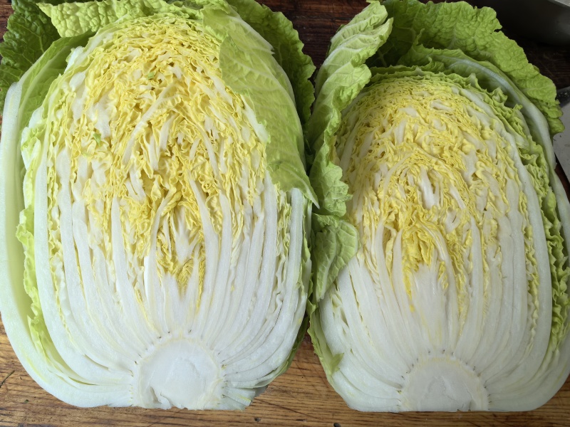 华州区精品春秋菊大白菜开始上市欢迎咨询选购支持视频看货