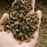 吴茱萸吴萸江西吴茱萸中花小花大花农副产品