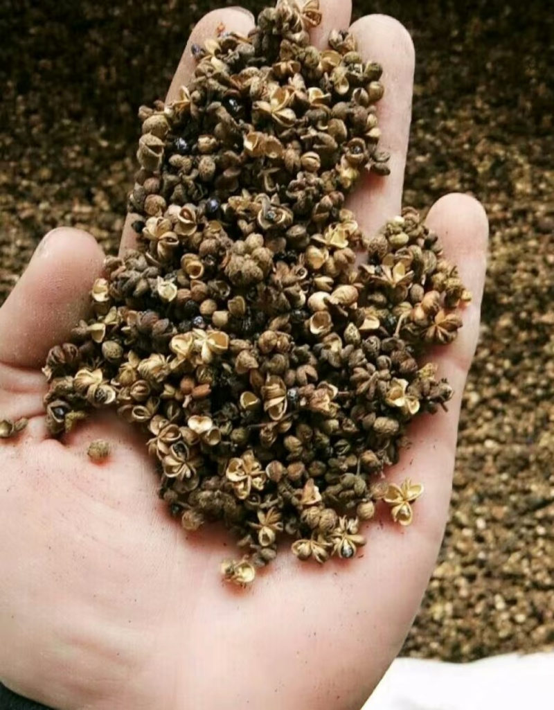 吴茱萸吴萸江西吴茱萸中花小花大花农副产品