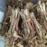 海狗肾进口大条狗肾地道药材优质价实品质保证药典标准