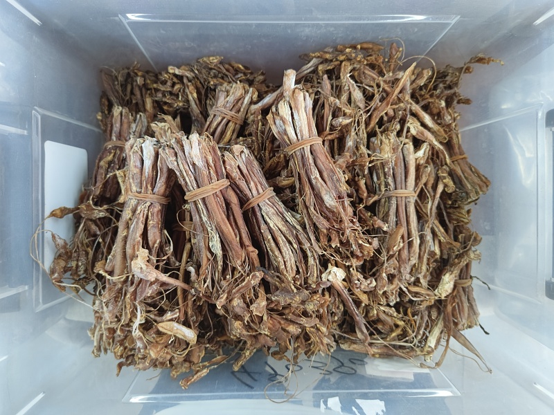 海狗肾进口大条狗肾地道药材优质价实品质保证药典标准