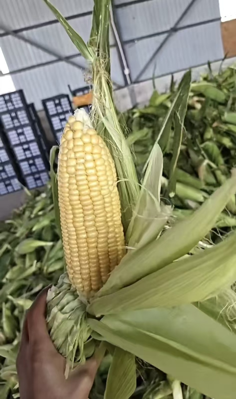 云南甜脆玉米，香甜可口，品质保证。